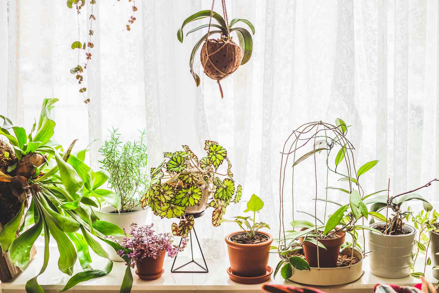 Homepage Florida Native Plant Seeds