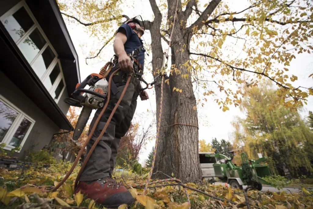 tree cutting service