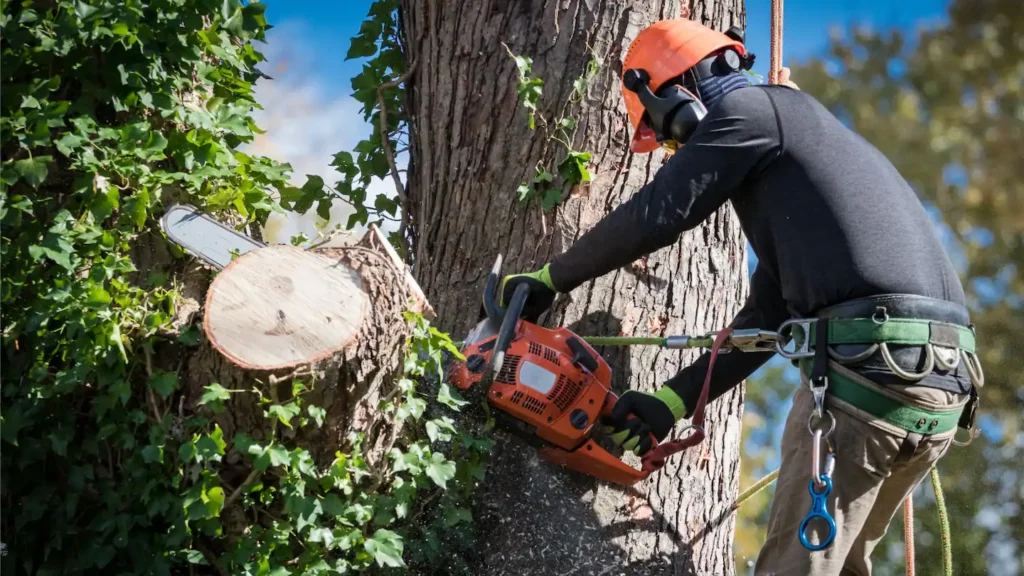 harnesses-cuts-tree