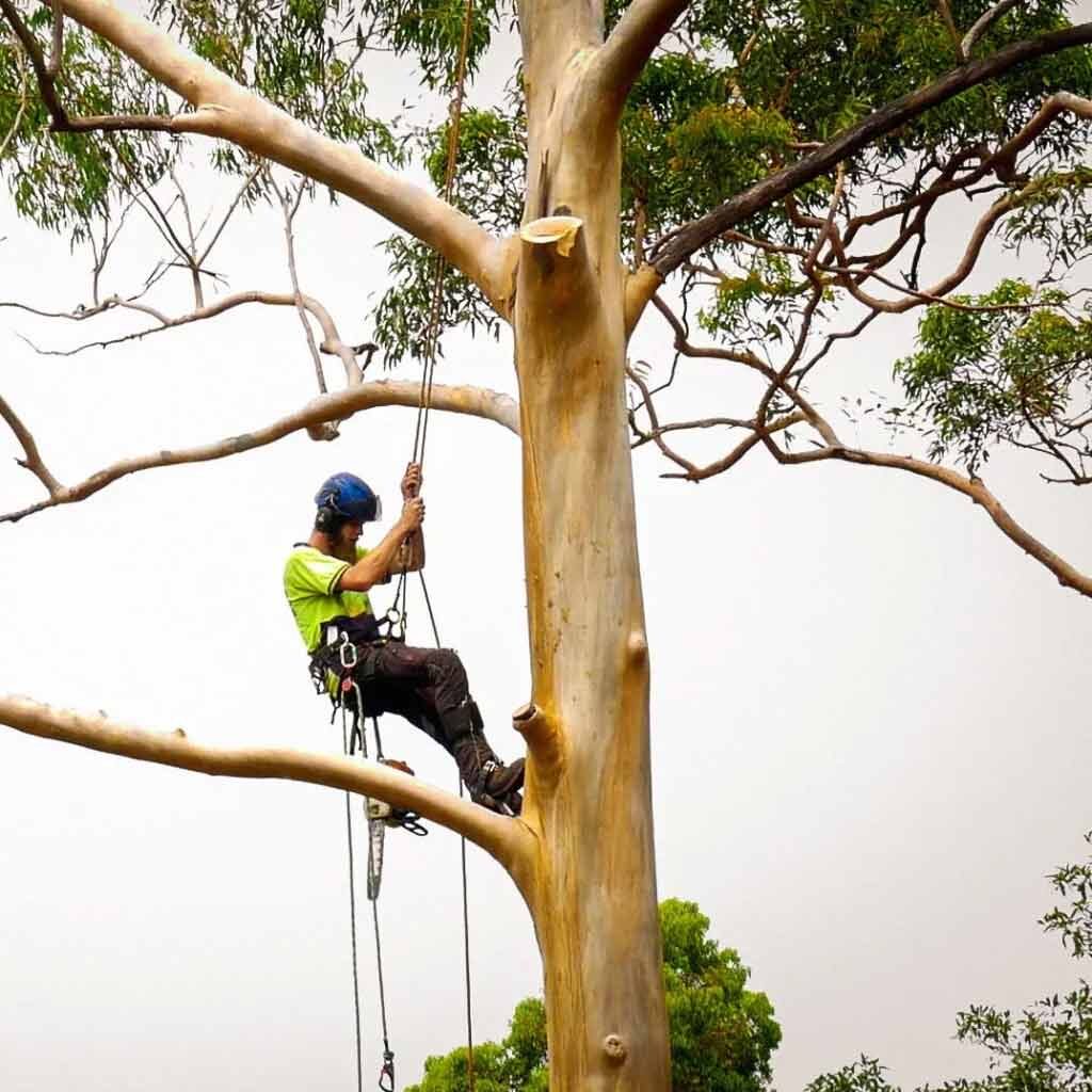 Comprehensive Tree Removal Services in Inner West Sydney