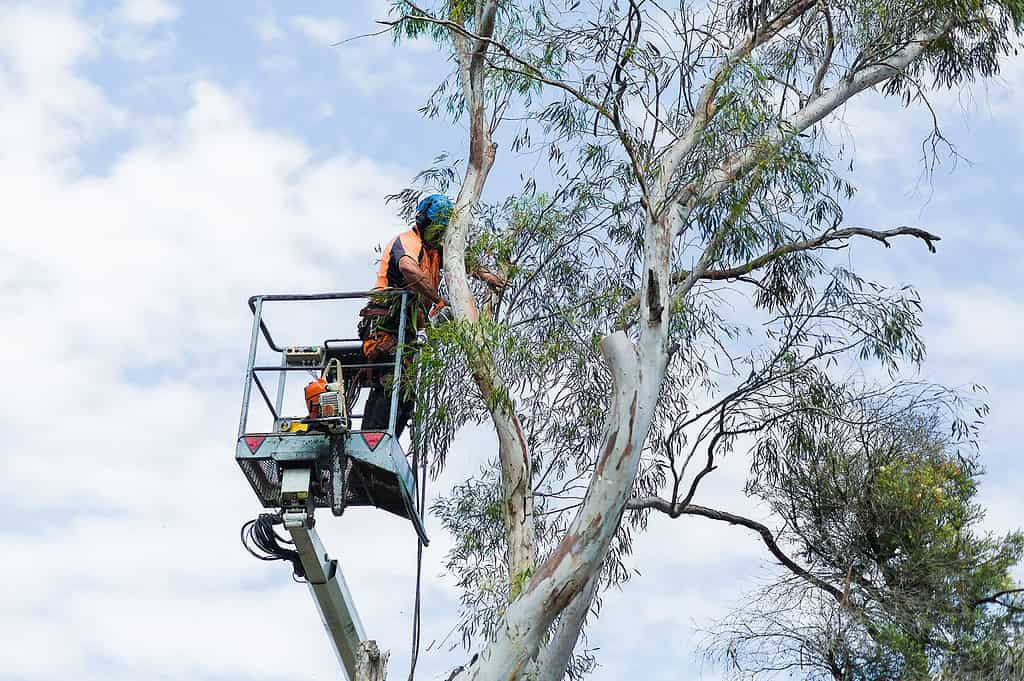 Tree Removal in Carlingford: A Comprehensive Guide